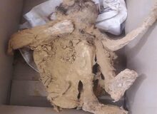 ۲ مومیایی چندصد ساله طبیعی در معدن «روی» شهرستان زواره کشف شد/ تصاویر 
