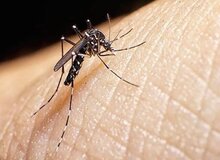 سه مورد ابتلا به تب دِنگی در بندرلنگه ثبت شد