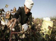 آمریکا واردات پنبه و گوجه فرنگی از سین‌کیانگ چین را به دلیل آزار مسلمانان ممنوع کرد