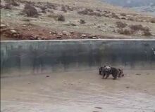 فیلم‌/نجات خرس ماده و توله های گرفتار شده اش در کرمانشاه