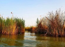 ۵۸ درصد تالاب شادگان خشک شده است