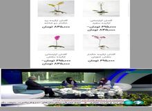 گل ارکیده ۷۰۰ هزار تومانی در در دکور صداوسیما+عکس
