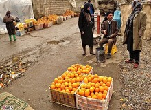 پیدا کنید پرتقال فروش را؛ چه کسی پاسخگوی فاسد شدن چندین هزارتن میوه است؟