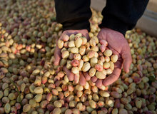 کاهش ۷۰ هزار تُنی پسته در کشور