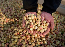 کاهش ۷۰ هزار تُنی پسته در کشور