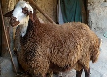 فروش گوسفند در تعویض روغنی/ فروشنده بازداشت و مغازه مهر و موم شد