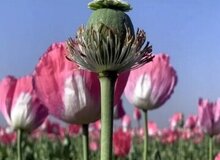 کشت قانونی «شاهدانه» در ایران؛ ماجرا چیست و چه چیزی قرار است در مزارع کاشته شود؟