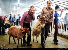 ذبح دام در تهران ممنوع شد
