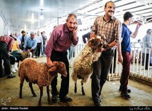 ذبح دام در تهران ممنوع شد
