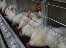 بدهکاری ۱۴۱۹ میلیاردی دولت بابت بیمه‌ کشاورزان/خسارت مرغ‌داران از آنفولانزا پرداخت شد
