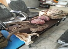 دستگیری یک گروه شکارچی کَل وحشی در گچساران