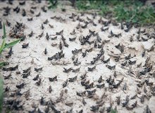 هجوم گسترده ملخ صحرایی به سه استان کشور/ مبارزه علیه آفت ملخ صحرایی به یک‌میلیون هکتار می رسد