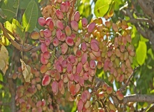 تولید پسته به یک چهارم تولید سال گذشته رسیده است