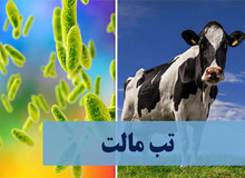 ابتلای بیش از ۱۹ هزار نفر به تب مالت در کشور